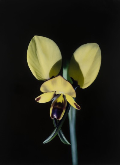 Floriferous -MARS Gallery Melbourne